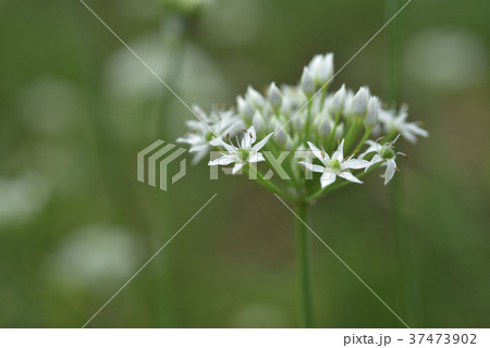 野菜 ベジタブル 青菜 37473902