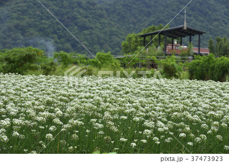 野菜 ベジタブル 青菜 37473923