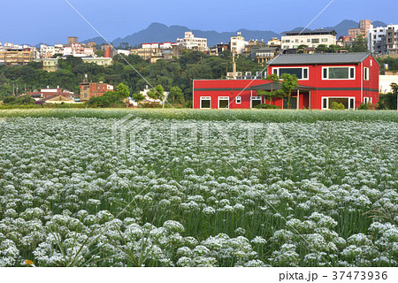 野菜 ベジタブル 青菜 37473936