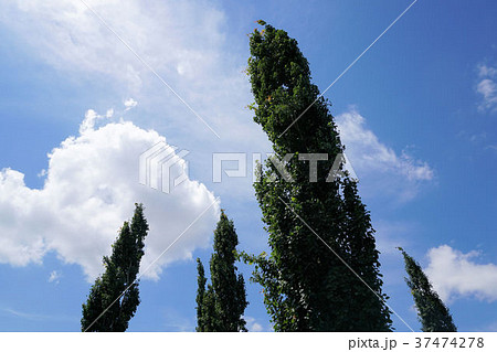 ポプラの擬人木（ビジネスシーン、リーダーが部下と向き合う等の場面） 37474278