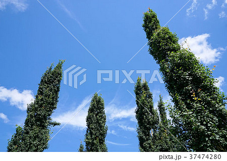 ポプラの擬人木((ビジネスシーン、報告や指示等の場面) ポプラの擬人木((ビジネスシーン、報告や指示等の場面) 37474280