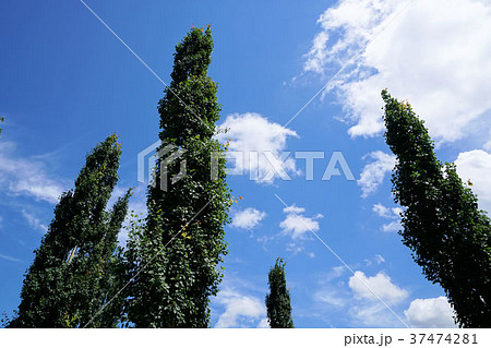 ポプラの擬人木（（ビジネスシーン、仲裁、説得等の場面） 37474281