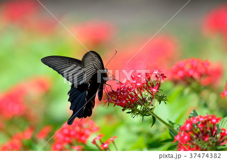 ペンタスにクロアゲハ 37474382