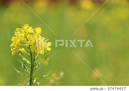 菜の花 菜の花 37474437