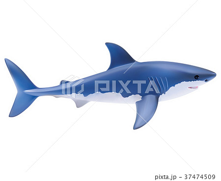 Shark isolated on white. realistic vector  37474509