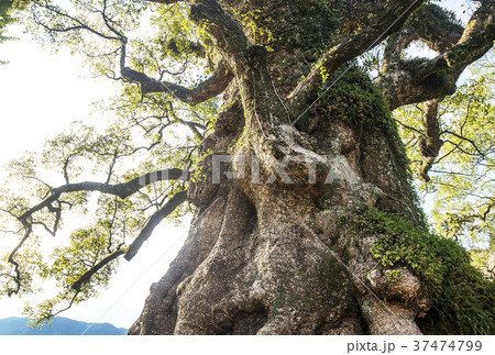 蒲生のクス　日本一の巨樹　蒲生の大楠　鹿児島人気スポット　国の天然記念物 37474799