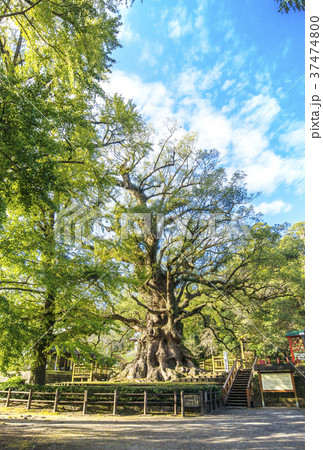 蒲生のクス　蒲生八幡神社　鹿児島旅行　日本一の大楠 37474800