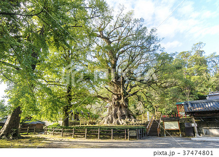 蒲生のクス　蒲生八幡神社　鹿児島旅行　日本一の大楠 37474801