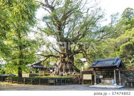 蒲生のクス　蒲生八幡神社　蒲生の大楠　日本一の巨樹　鹿児島観光スポット 37474802