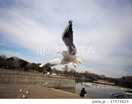 空に舞うユリカモメ 空に舞うユリカモメ 37474824
