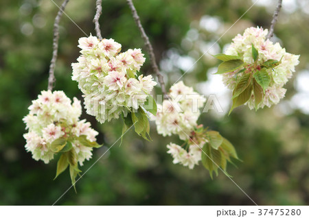 御衣黄桜 37475280