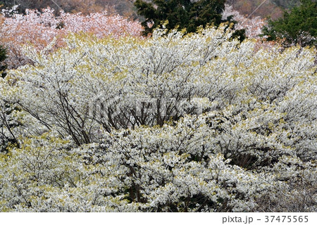 桜　白とピンクの山桜が満開 37475565