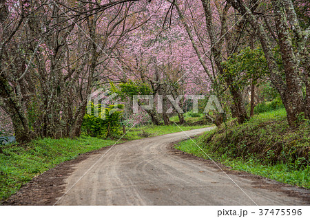 Wild Himalayan Cherry road, Pink flowers Road. Wild Himalayan Cherry road, Pink flowers Road. 37475596
