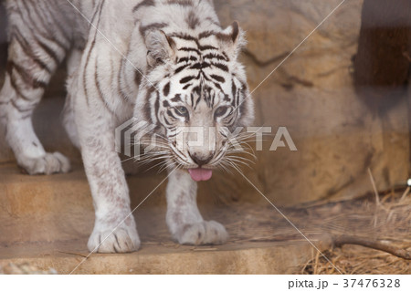 大牟田市動物園　ホワイトタイガー、 37476328