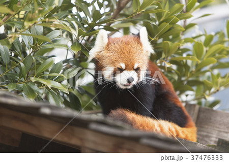 大牟田市動物園 レッサーパンダ、 大牟田市動物園 レッサーパンダ、 37476333