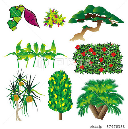 琉球の植物のイラスト素材