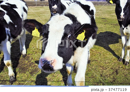 北海道　牛のいる風景 37477119