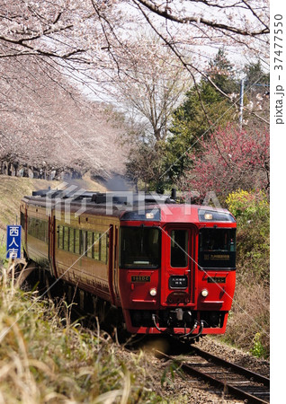 桜のトンネルを後にして 特急くまがわ(九州横断特急塗色車) 桜のトンネルを後にして 特急くまがわ(九州横断特急塗色車) 37477550