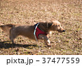 走る犬 37477559