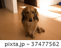 おすわり犬 37477562