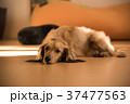 伏せをする犬 37477563