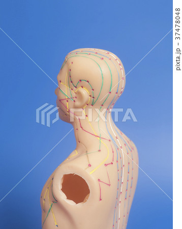 Medical acupuncture model of human 37478048
