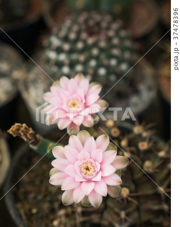 Pink Cactus Flowers Blooming 37478396