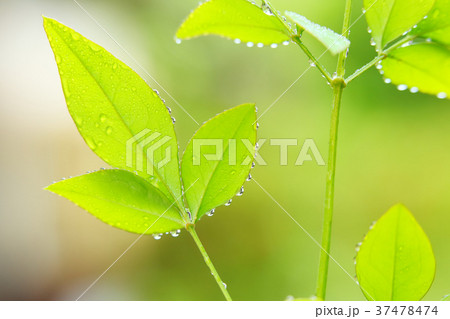 雨のしずく 雨のしずく 37478474