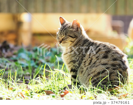 日向ぼっこ中 37479161