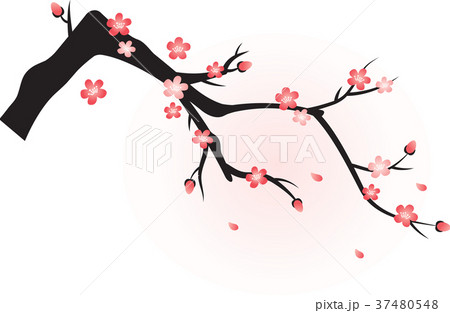 梅 梅 37480548