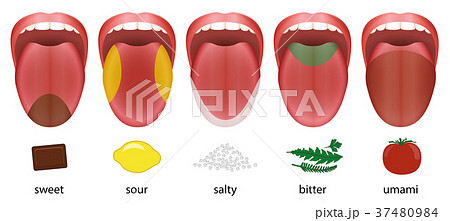 Tongue Taste Areas Sweet Sour Salty Bitter Umami 37480984