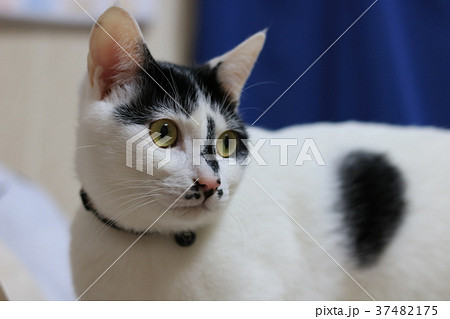 ハチワレ白黒猫の顔アップ 37482175
