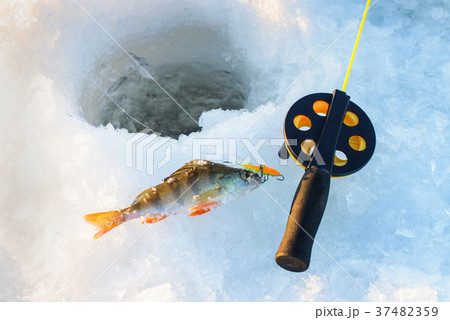 Perch fish with rod lying on the ice, closeup Perch fish with rod lying on the ice, closeup 37482359