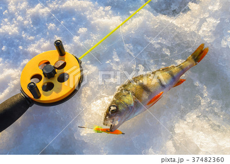 Perch fish with rod lying on the ice, closeup 37482360