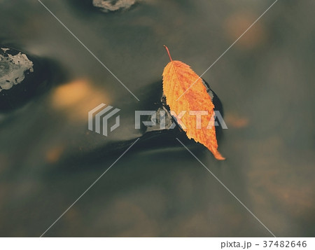 Rotten old beech  leaf on stone in blurred water  37482646