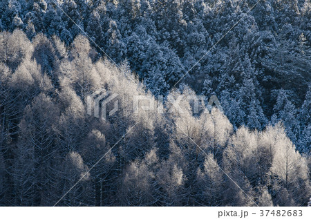 雪景色　朝日にきらめく樹木 37482683