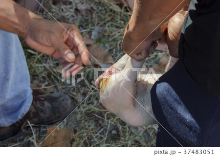 Veterinary intestinal diseases to piglets. Veterinary intestinal diseases to piglets. 37483051