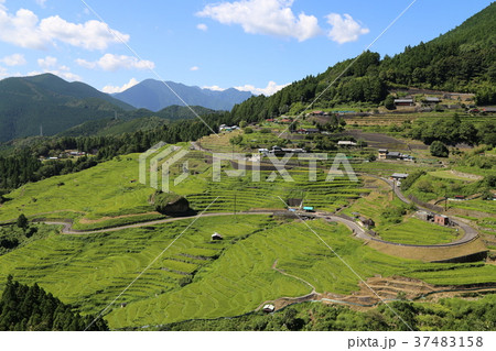 丸山千枚田 37483158