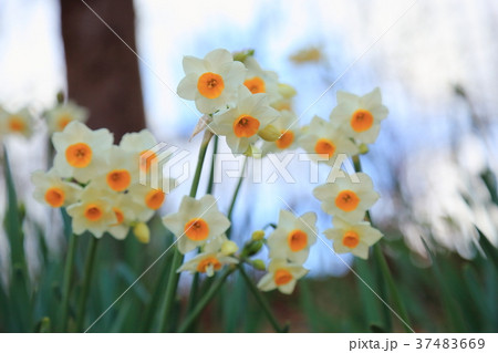 二ホンズイセンの花 37483669