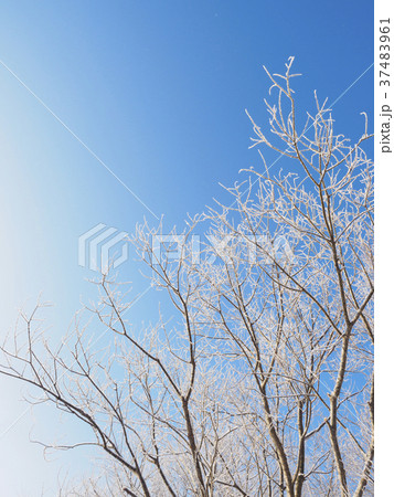 樹氷に光る木 樹氷に光る木 37483961