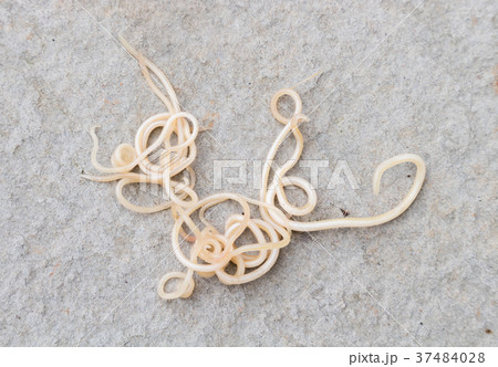 Helminthiasis Toxocara canis 37484028