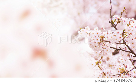 桜のイメージ 桜のイメージ 37484070