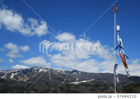ひるがの高原に泳ぐ鯉のぼり ひるがの高原に泳ぐ鯉のぼり 37484210