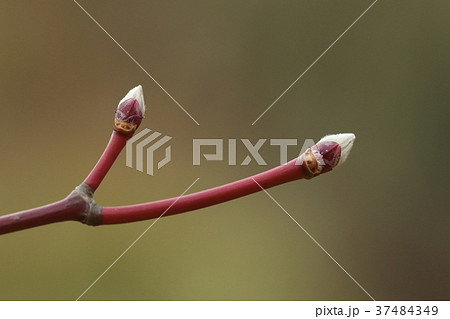 自然　植物　ハウチワカエデ、冬芽です。一年枝は鮮やかな赤色で無毛艶々です 37484349