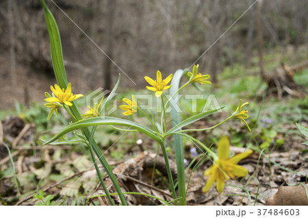 キバナノアマナ　せたな町 37484603