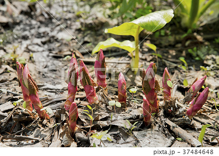 オオイタドリの新芽　札幌市 37484648