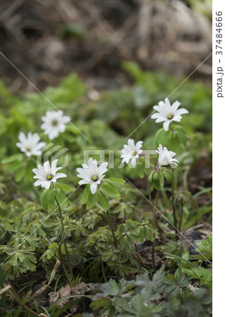 アズマイチゲ 37484666