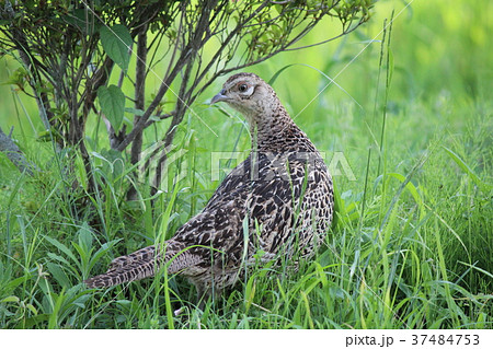愛知県豊田市我が家の庭に来る野鳥 愛知県豊田市我が家の庭に来る野鳥 37484753