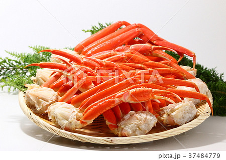 ズワイガニ 37484779