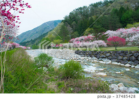 川の両岸に咲く美しいハナモモ 37485428